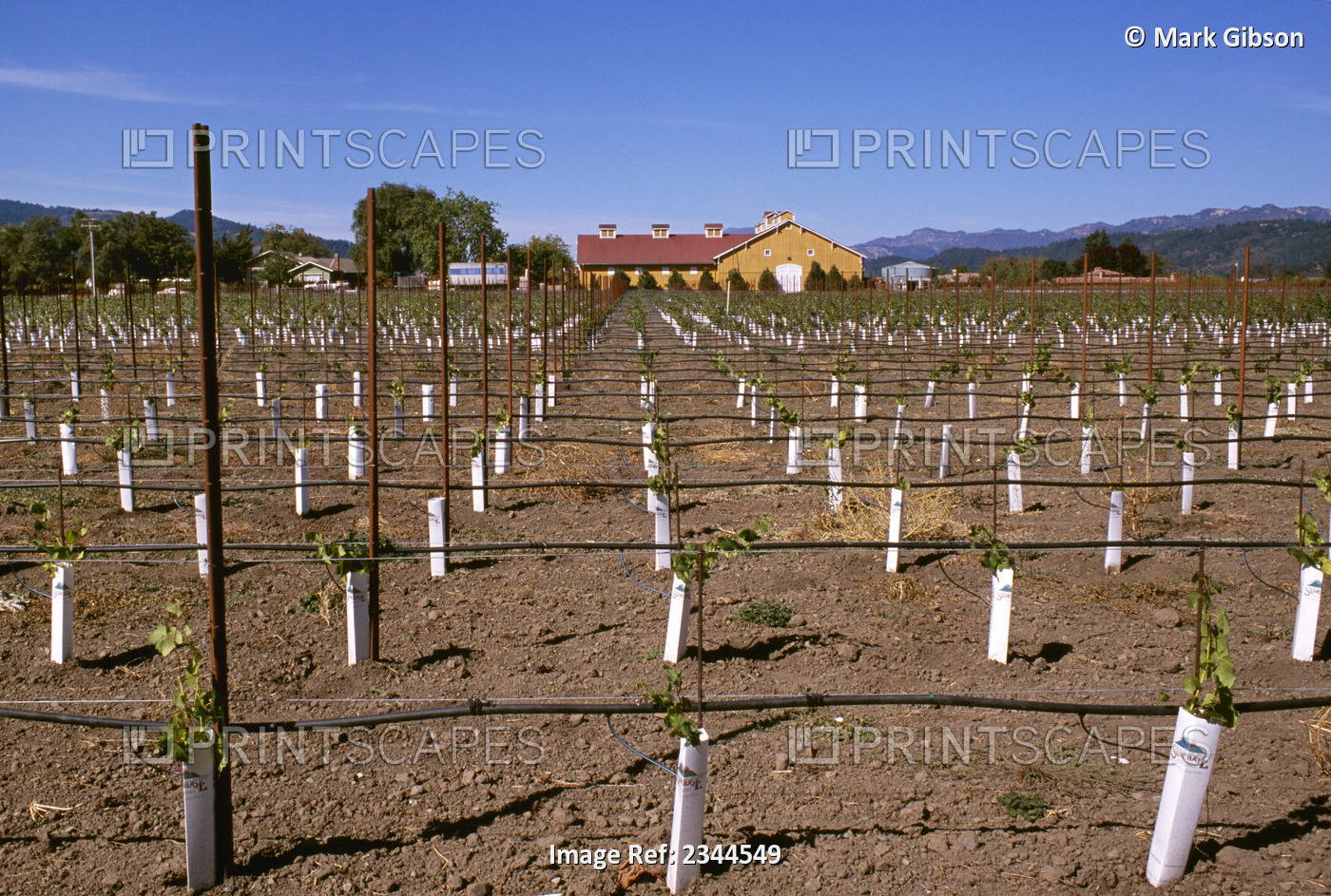 Agriculture - Young wine grape vineyard with plastic sleeves that protect the ...