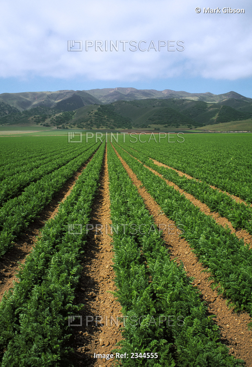 Agriculture - Field of maturing carrots with the Santa Lucia Mountains in the ...