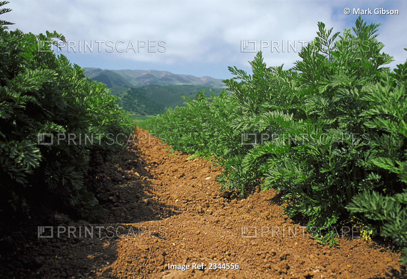 Agriculture - Low angle view looking down between rows of maturing carrots, ...