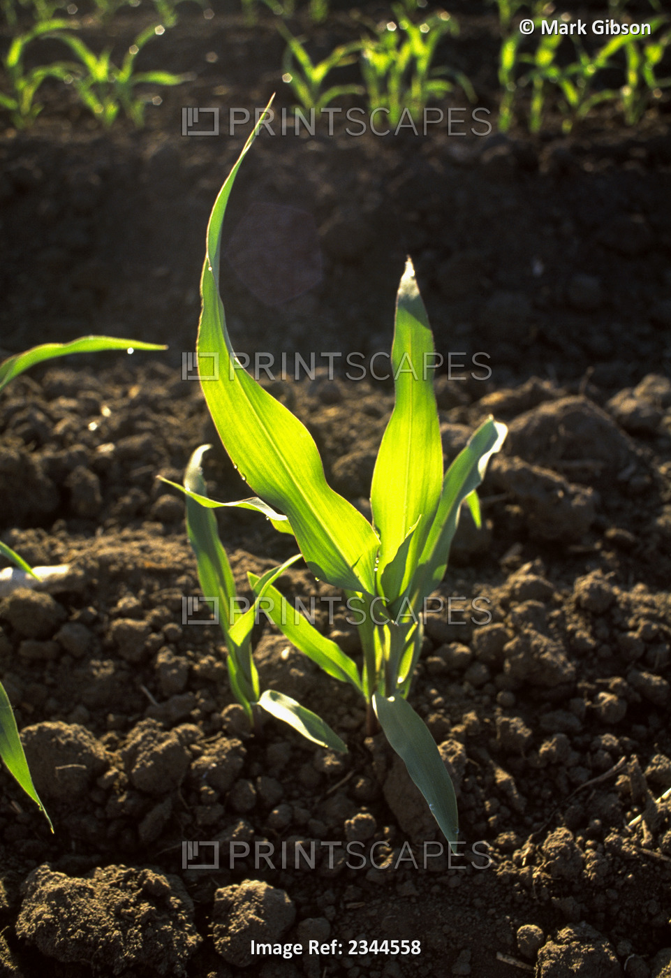 Agriculture - Early growth sweet corn plant backlit by early morning sunlight / ...