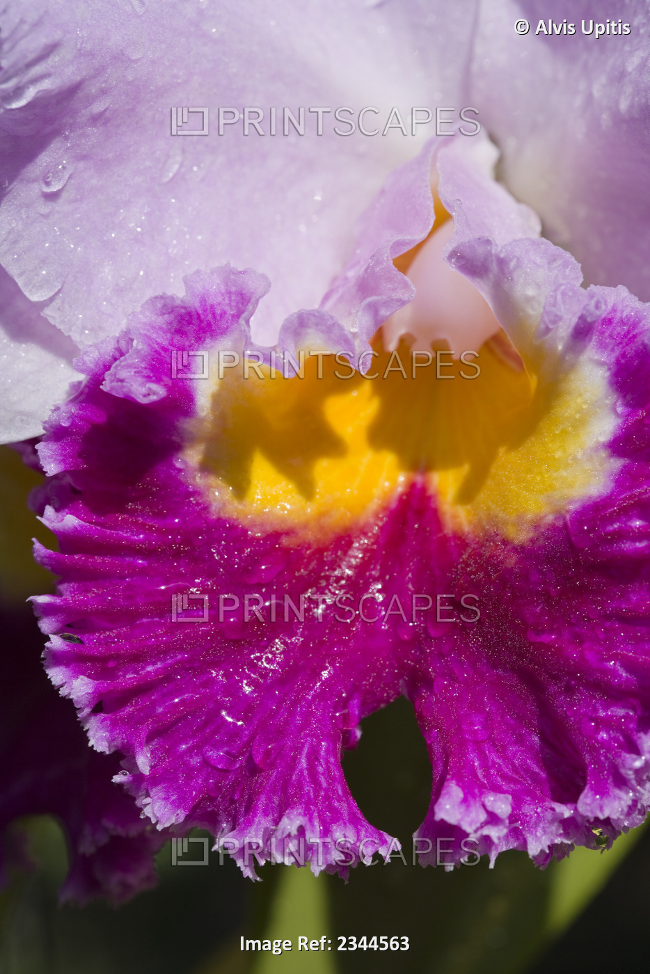 Agriculture - Closeup of a pink, magenta and yellow orchid / Hawaii, USA.