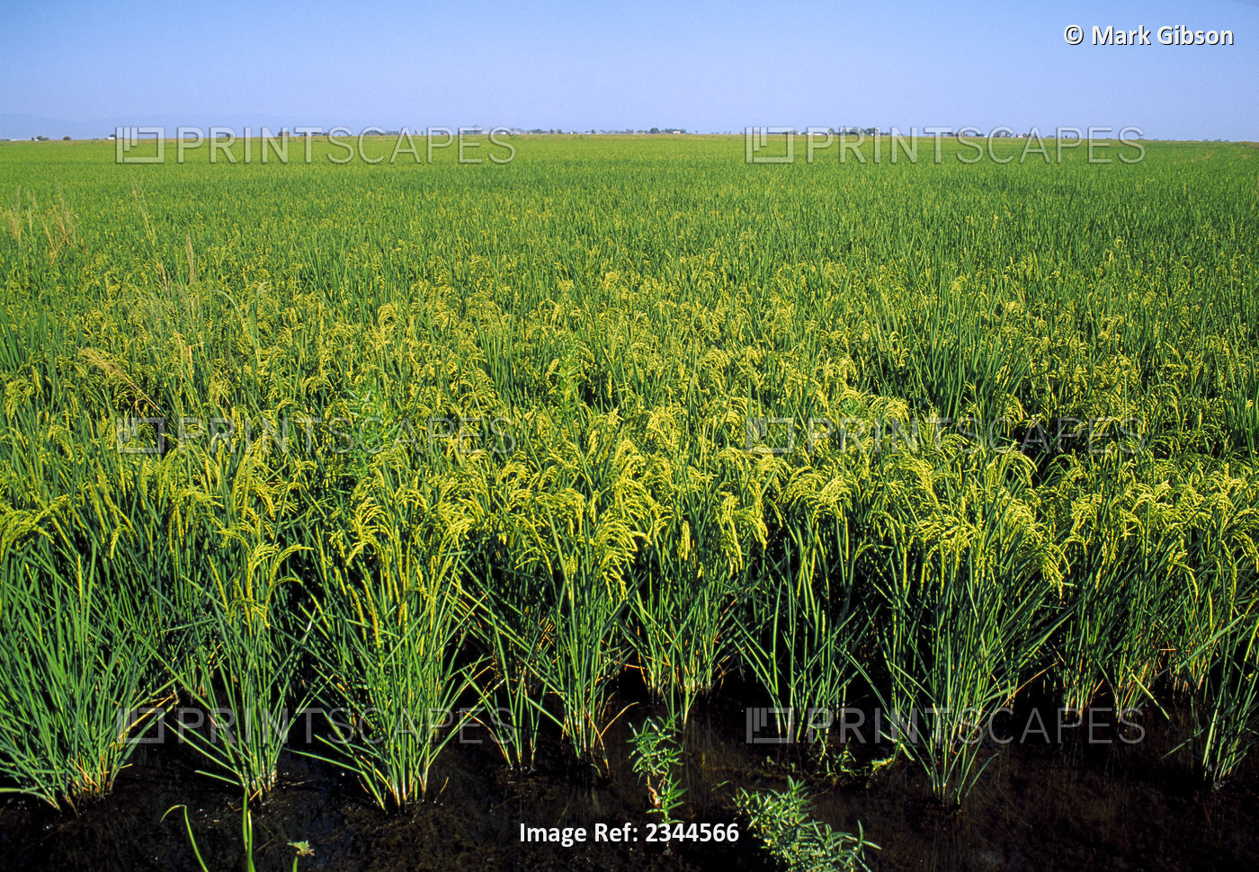 Agriculture - Field of flooded mid growth rice at the