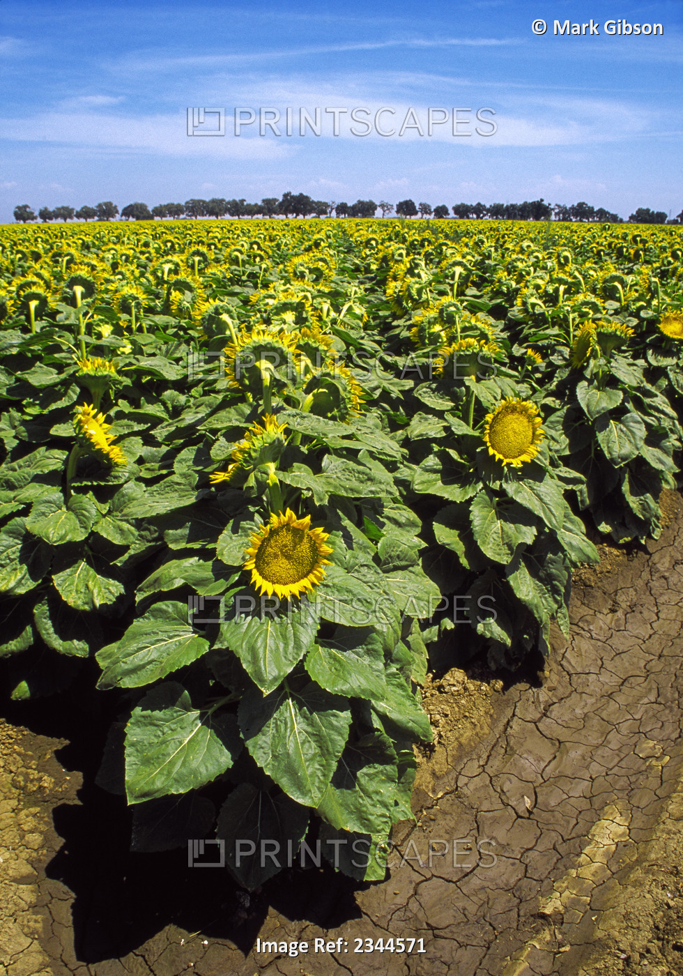 Agriculture - Field of maturing sunflowers / California, USA.