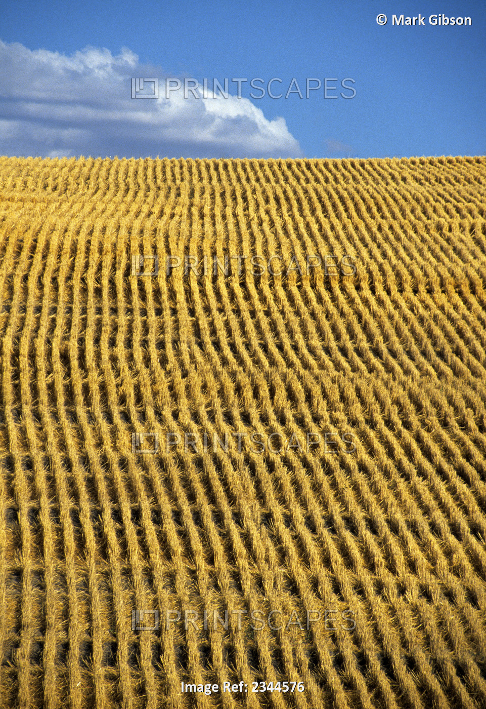 Agriculture - Hillside field of wheat stubble shortly after the harvest / ...
