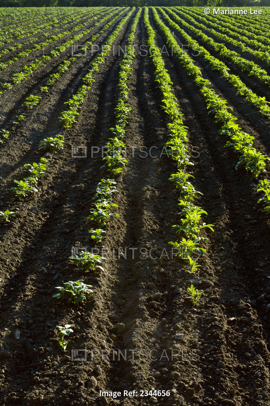 Agriculture - Rows of early growth potato plants in late afternoon light at a ...