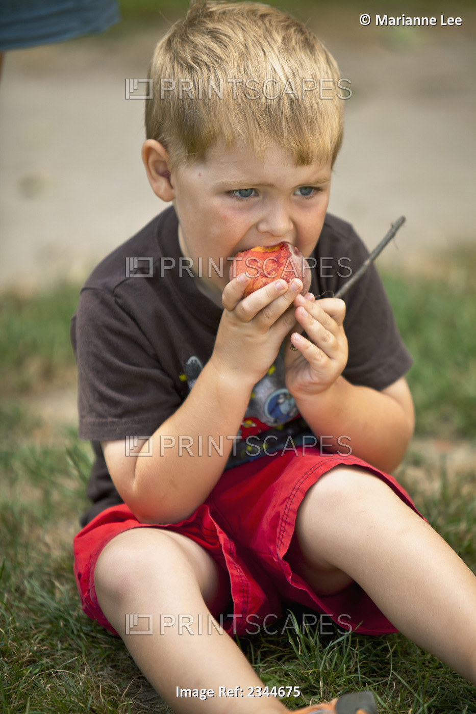 Agriculture - A little boy eats a fresh peach from a vendor at the at a farmers ...
