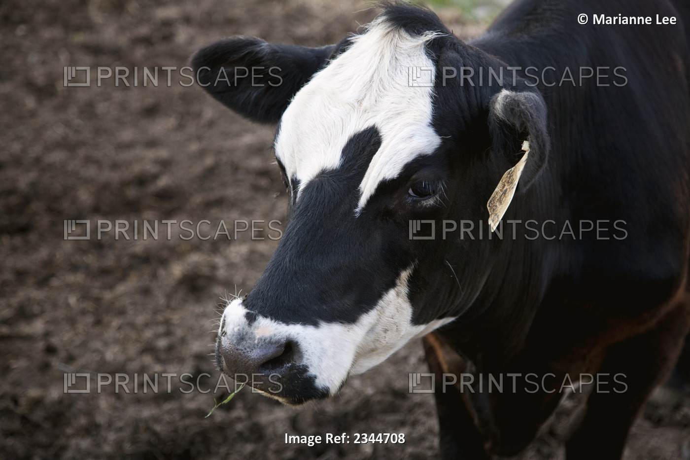 Livestock - Closeup of a Black Baldie beef cow / New York, USA.