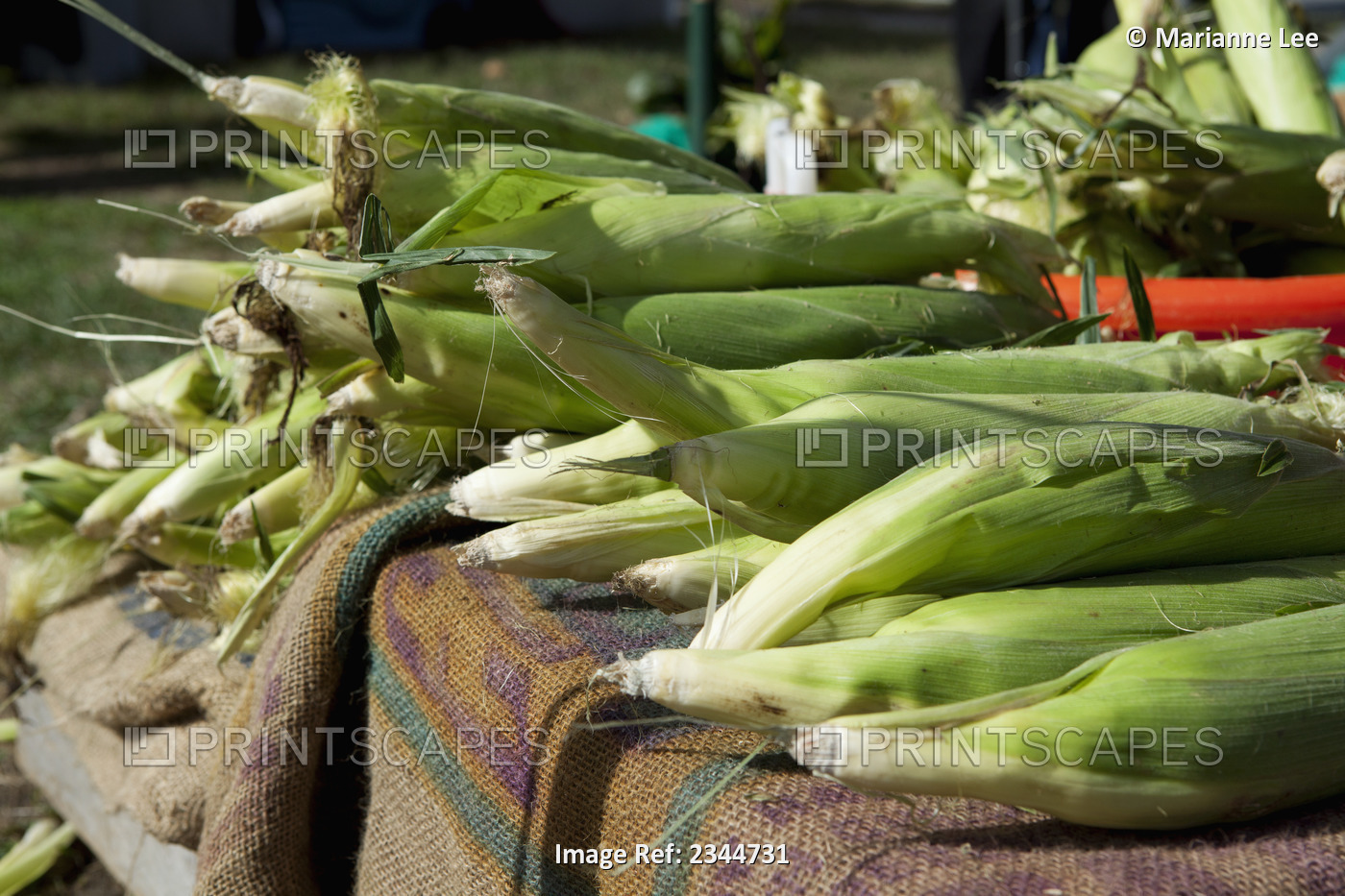 Agriculture - Ears of sweet corn for sale at the Hope Street Farmers Market / ...