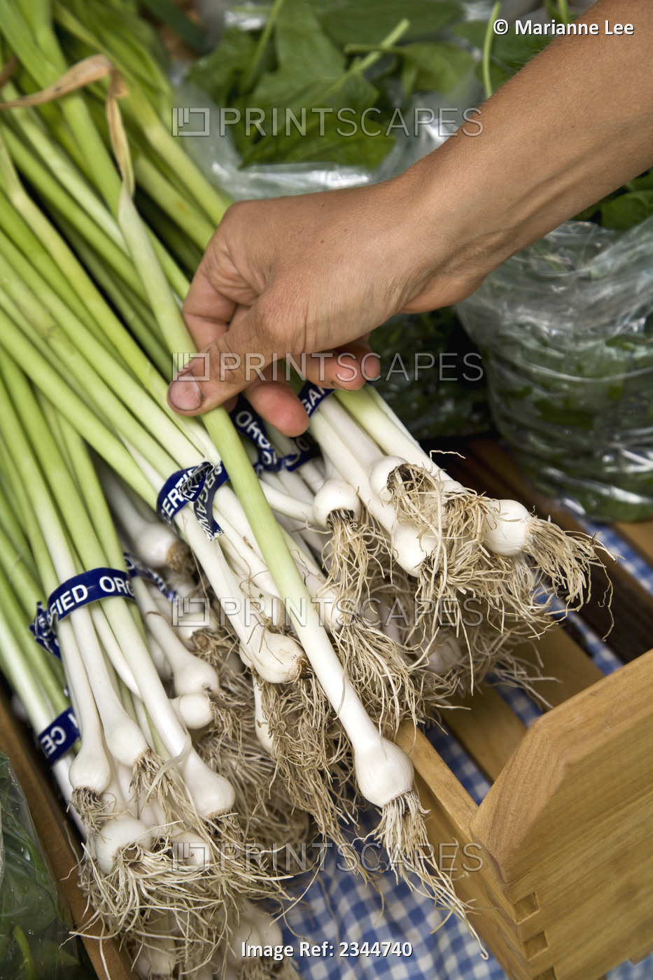 Agriculture - A farmers hand with organic green onions (scallions) at an ...