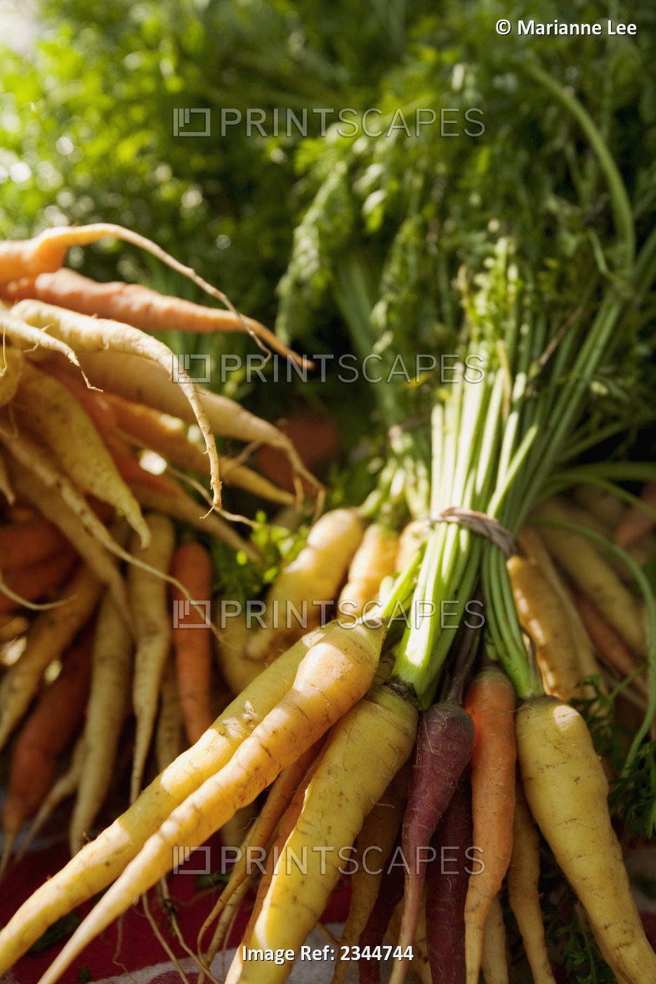 Agriculture - Multi-colored carrots bundled together for sale at an outdoor ...
