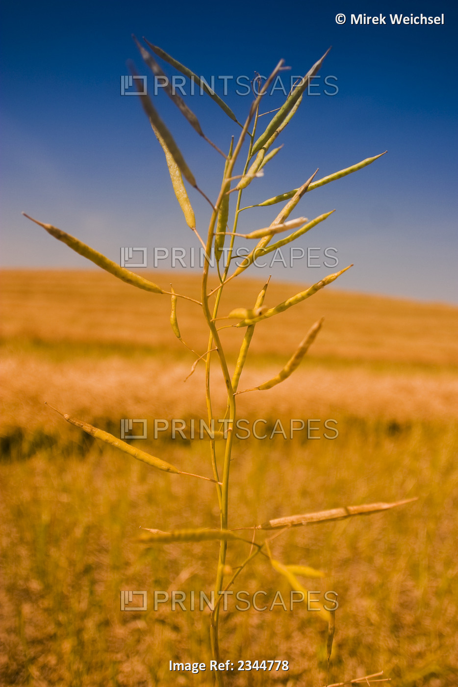 Agriculture - Stalk of mature harvest ready canola (rape seed) / Manitoba, ...