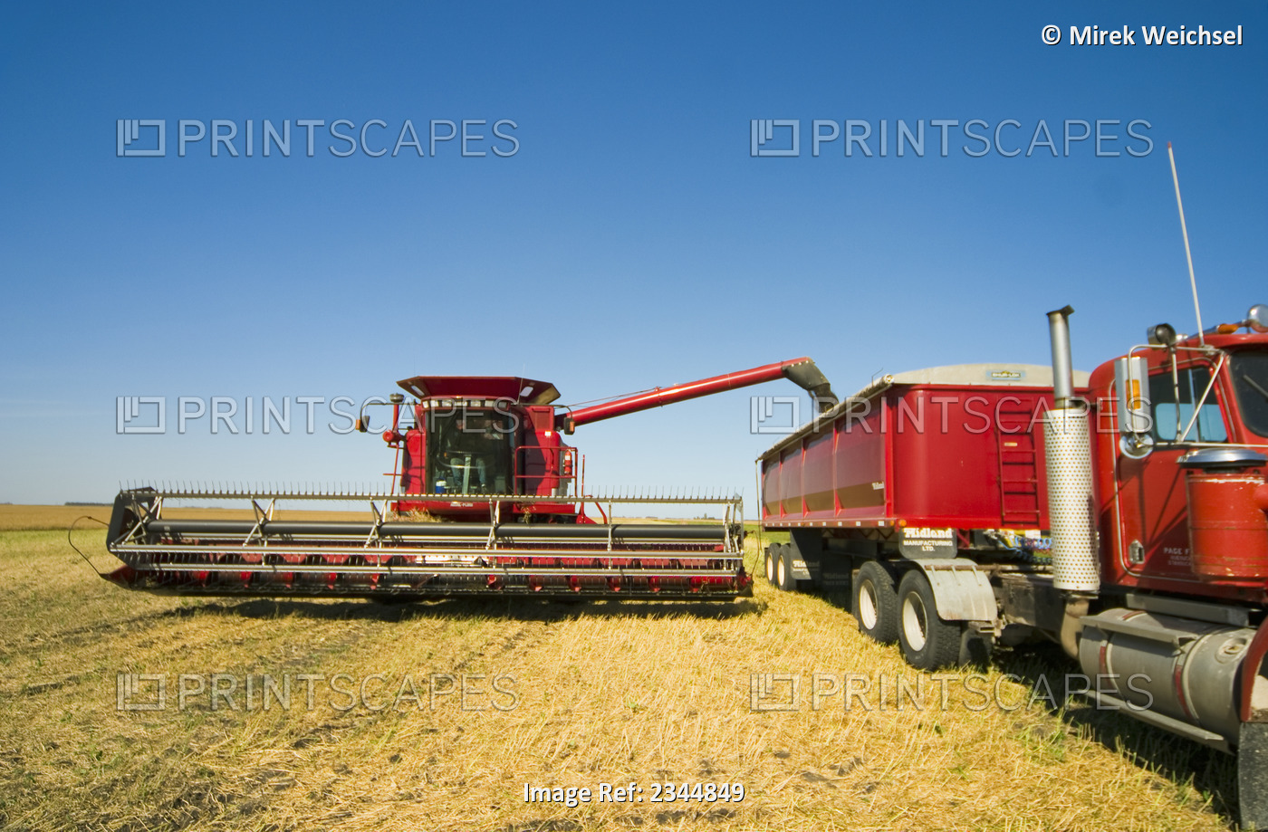 Agriculture - A Case IH combine augers harvested canola (rape seed) into a ...