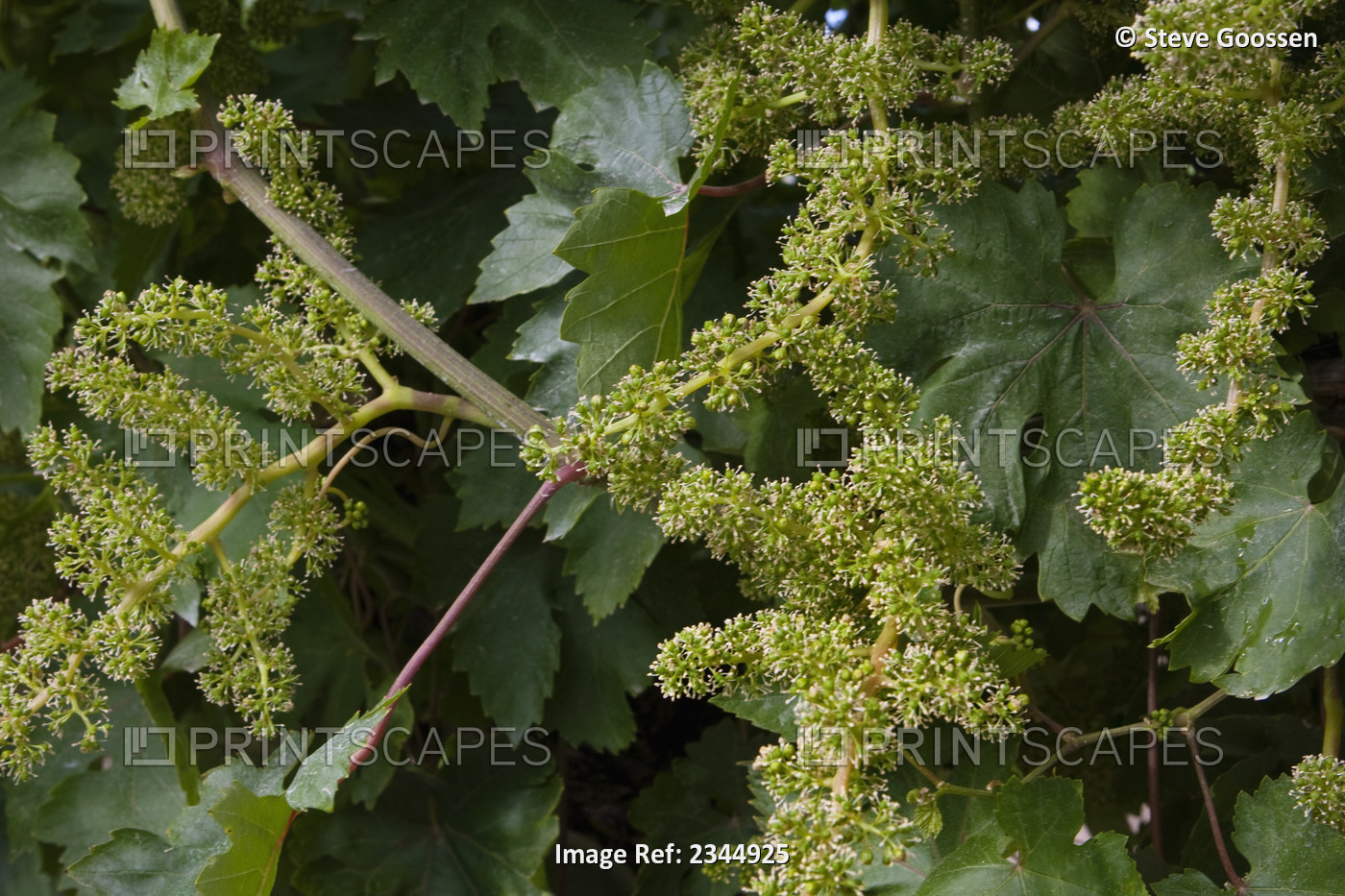 Agriculture - Flowering berry clusters of Red Flame seedless table grapes in ...