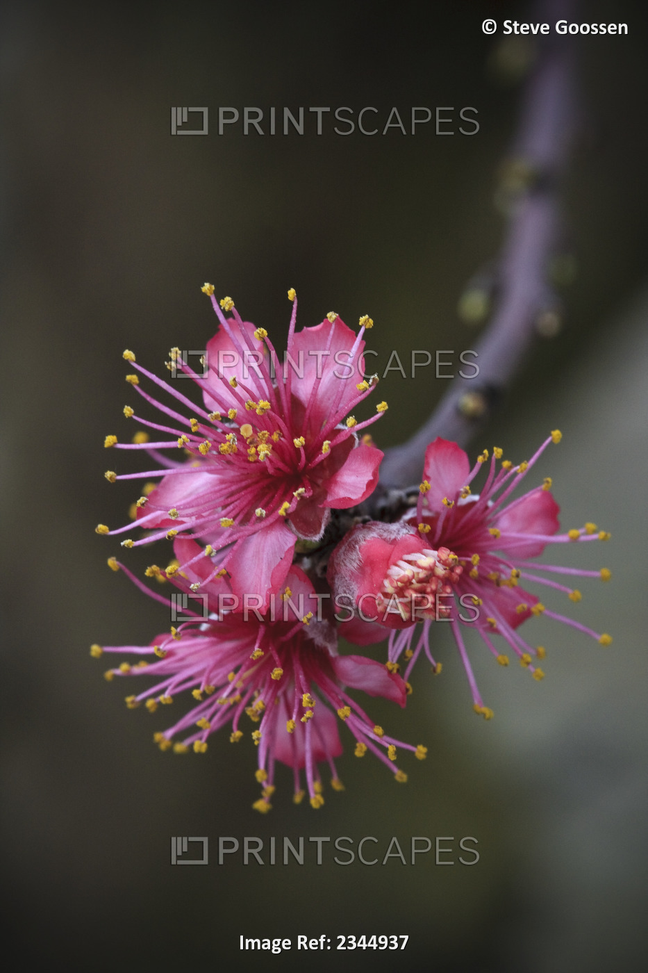Agriculture - Closeup of early stage peach blossoms on the tree / near Dinuba, ...