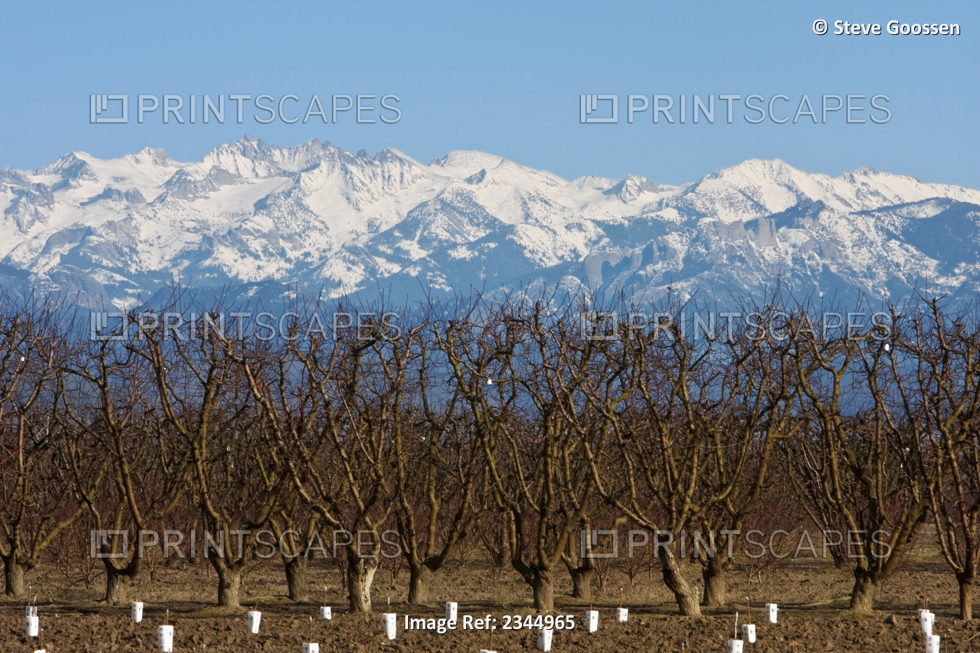 Agriculture - Newly planted trees and a dormant nectarine orchard standing in ...