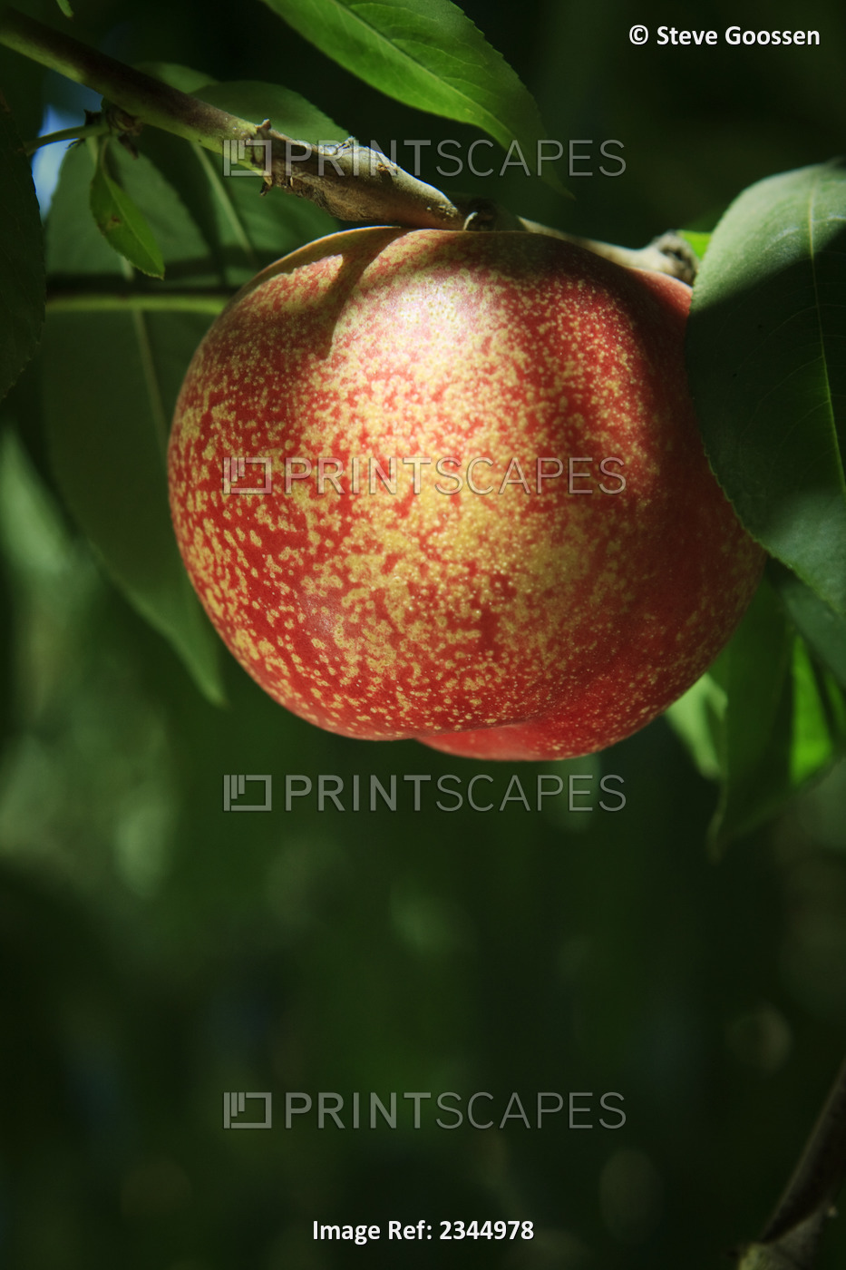 Agriculture - Closeup of an Arctic Rose, white flesh nectarine on the tree, ...