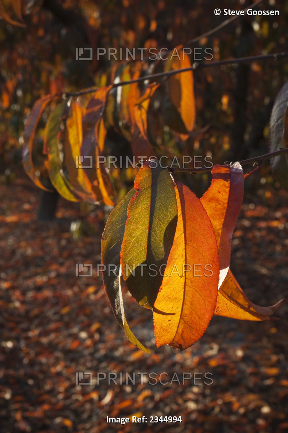 Agriculture - Closeup of bright Autumn foliage on a nectarine tree backlit by ...