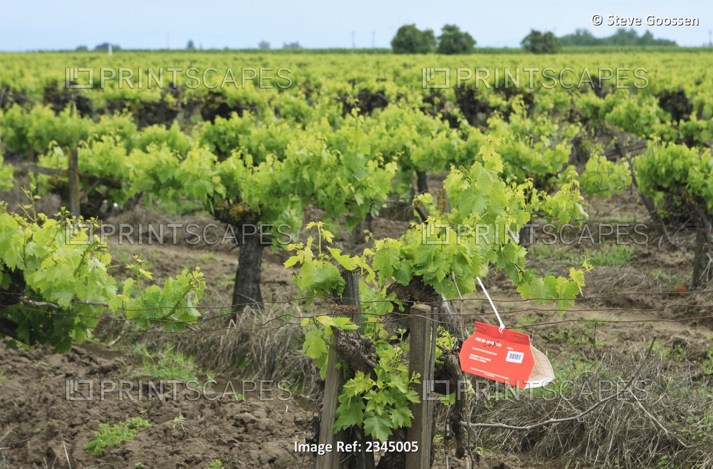 Agriculture - An insect trap placed in a Thompson Seedless grape vineyard in ...