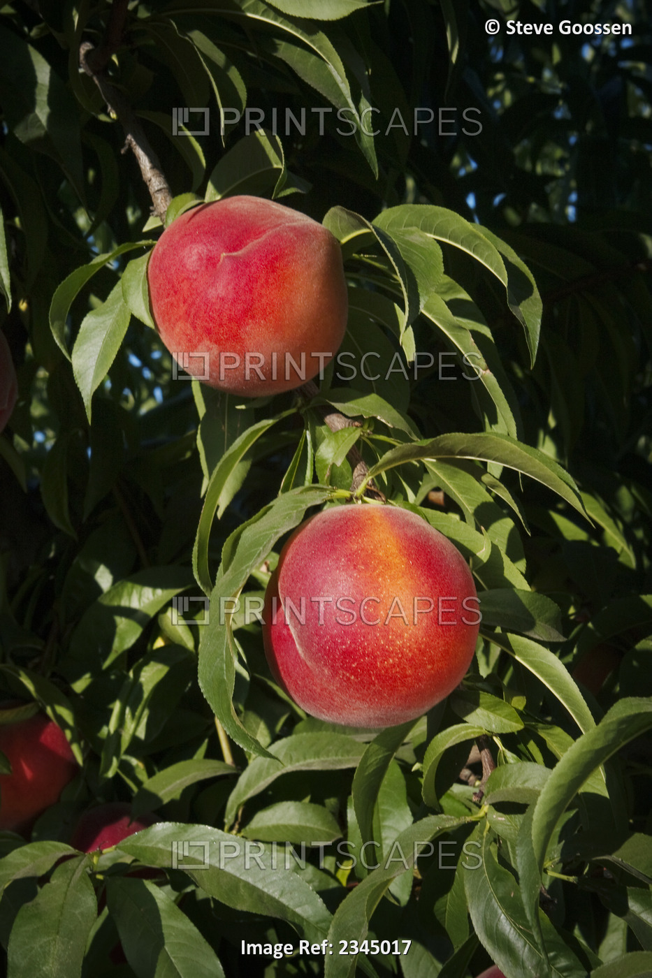 Agriculture - Closeup of July Flame yellow flesh peaches on the tree, ripe and ...