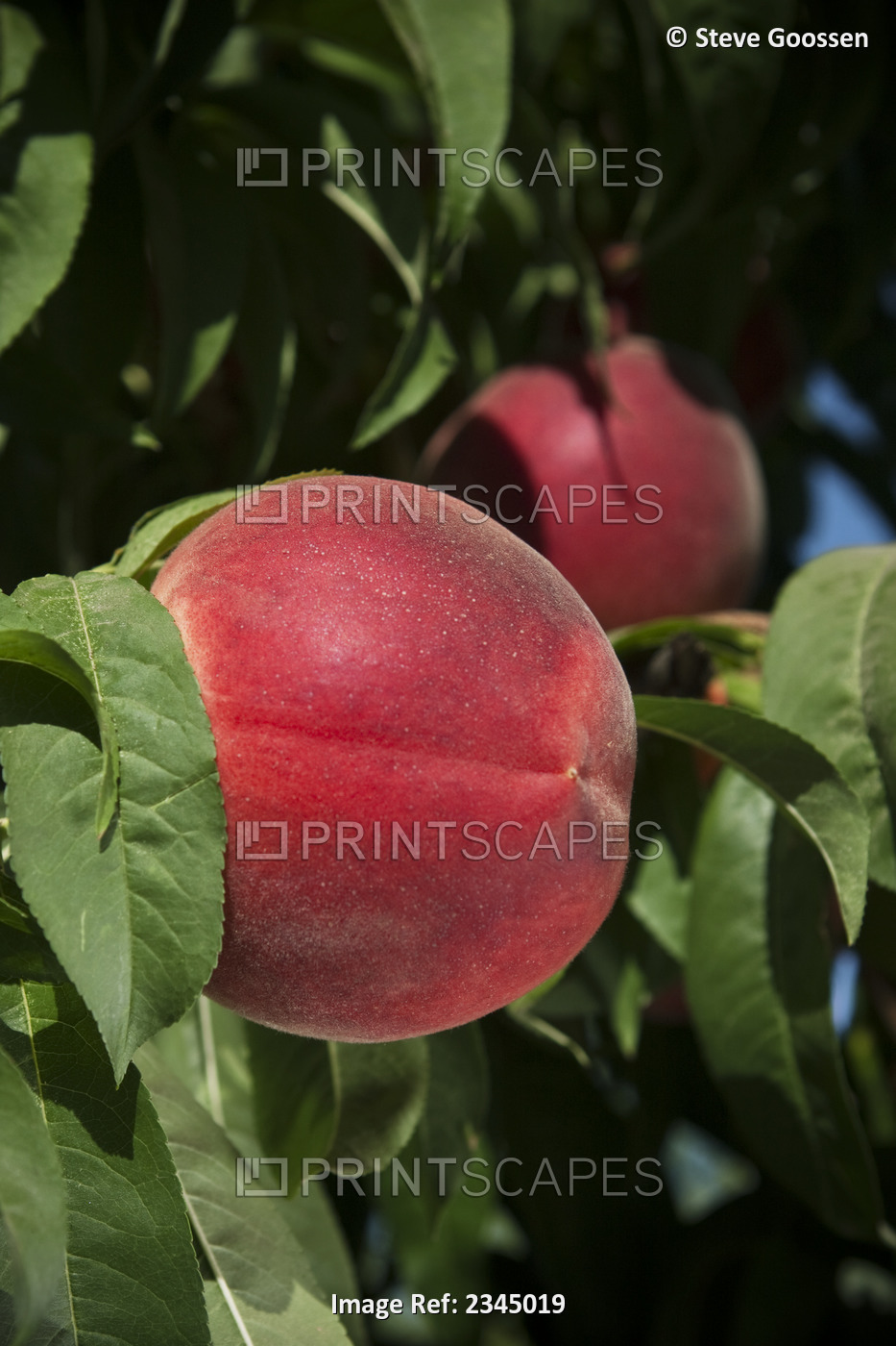 Agriculture - Closeup of a White Lady white flesh peach on the tree, ripe and ...