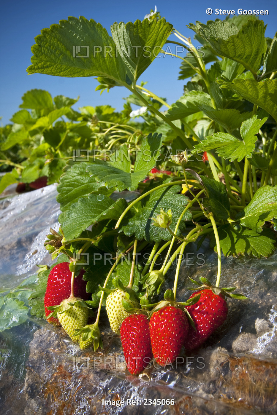 Agriculture - Closeup of ripe strawberries in the field / near Dinuba, ...