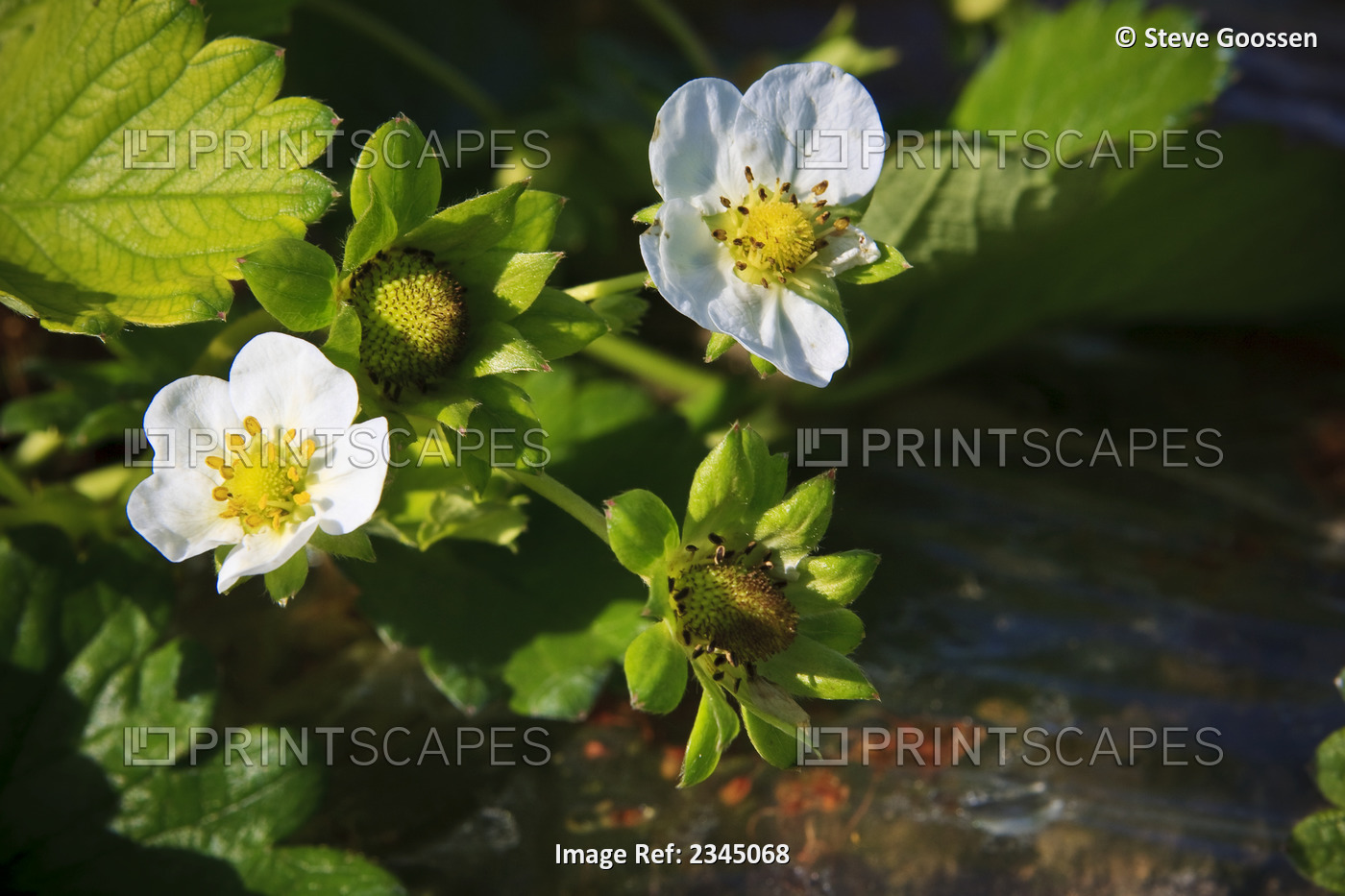 Agriculture - Closeup of a strawberry blossoms with developing fruit on the ...