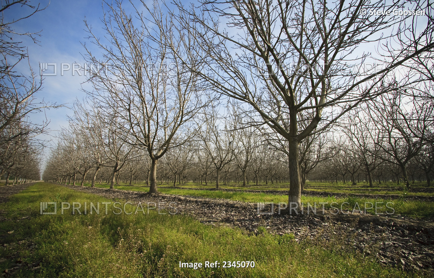 Agriculture - Dormant walnut orchard in early Spring with grassy middles / near ...