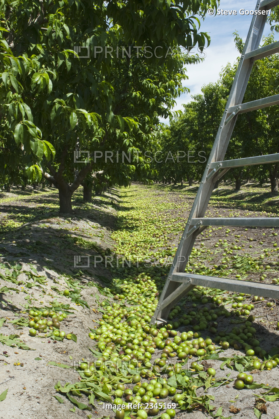 Agriculture - Immature nectarines on the orchard floor after thinning in ...