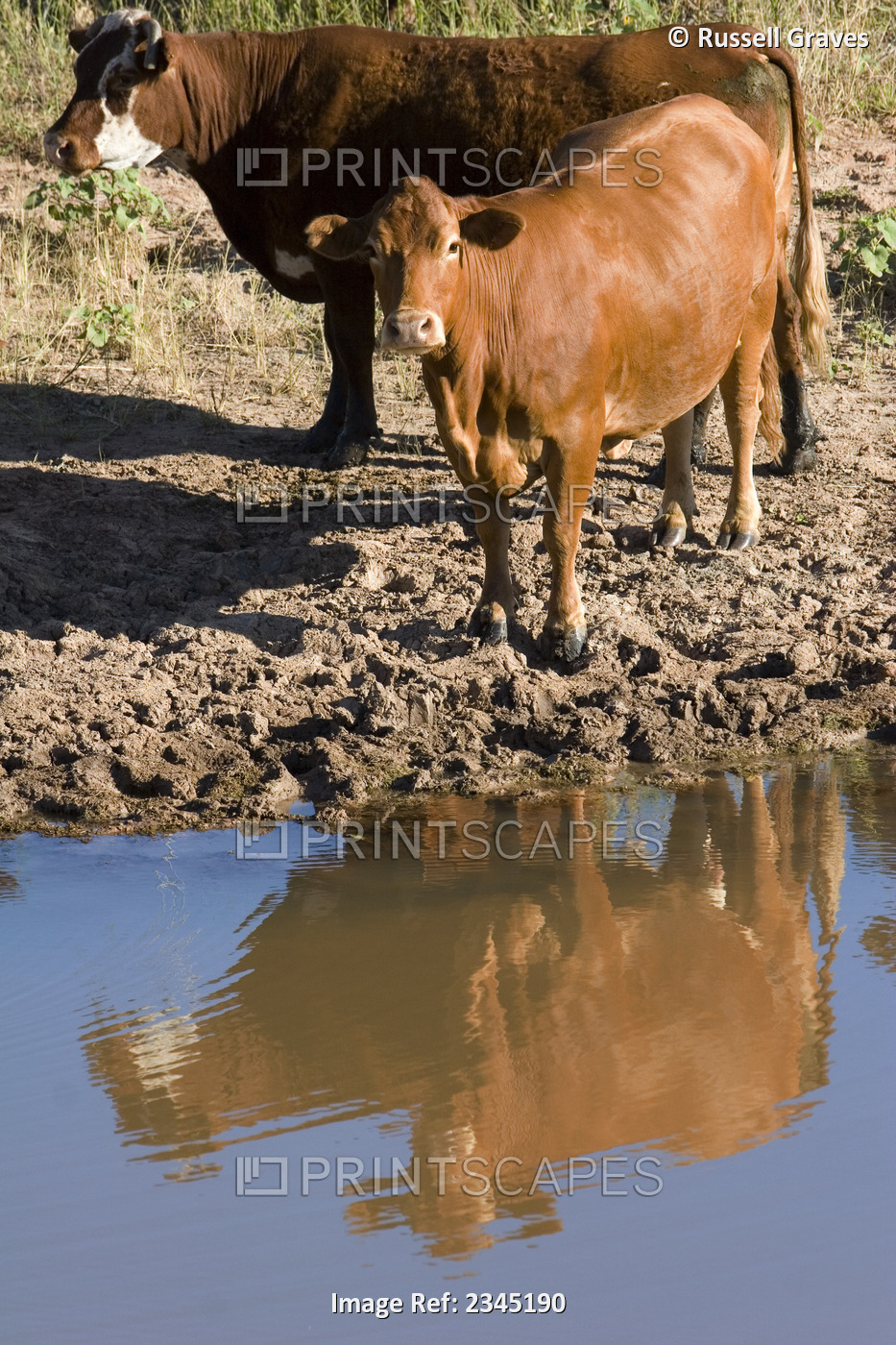 Livestock -Crossbred beef cattle stand at the edge of a stock pond / Childress, ...