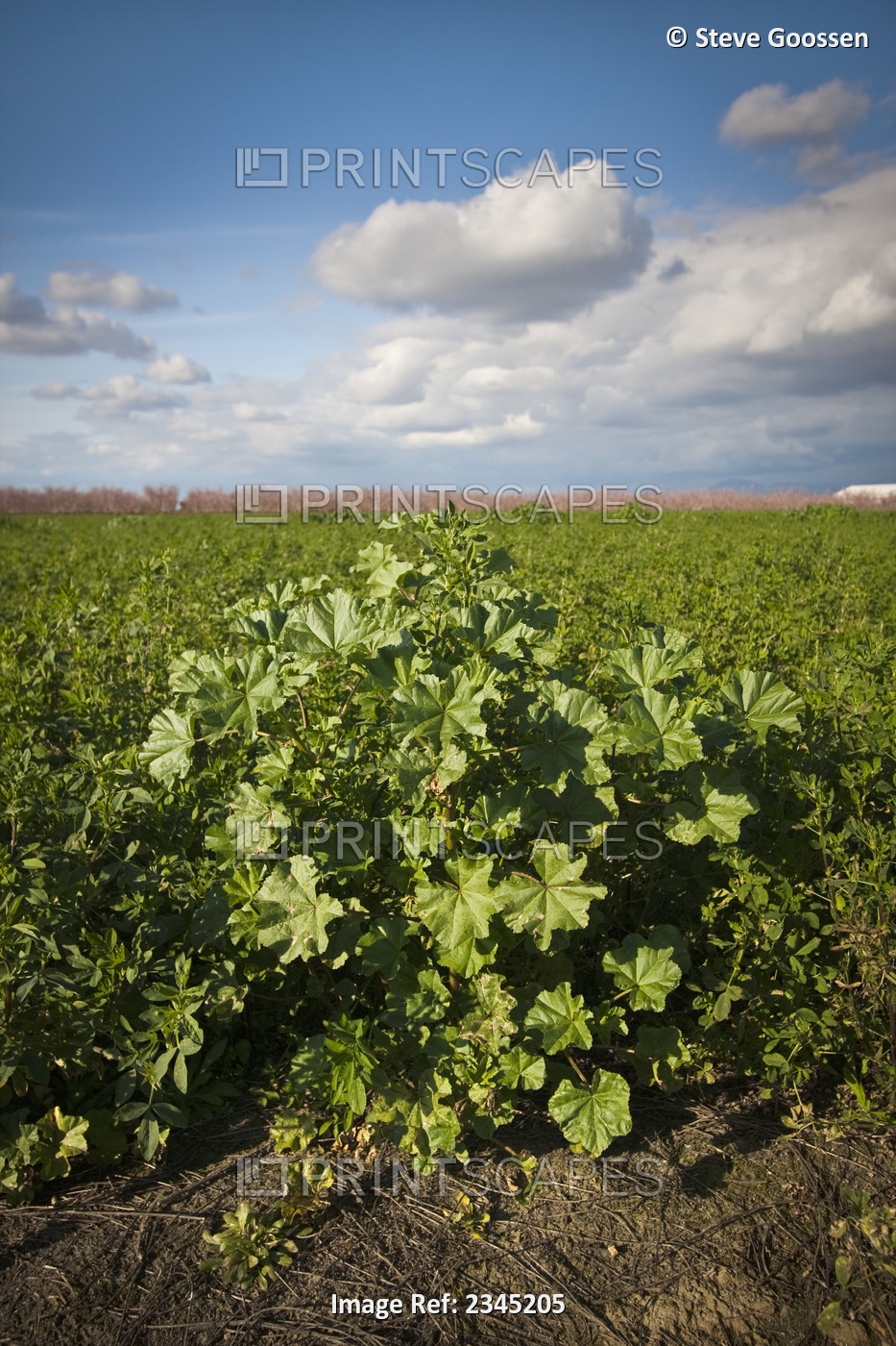Agriculture - Weeds, Little mallow (Malva parviflora) aka. Cheeseweed; mature ...
