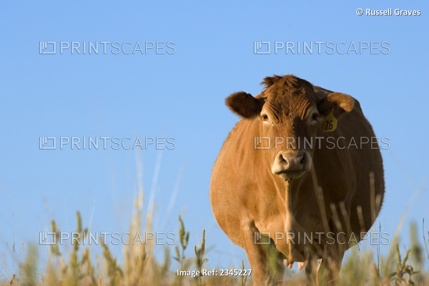 Livestock - Limousin beef cow on a semi-green pasture / Dodd City, Texas, USA.