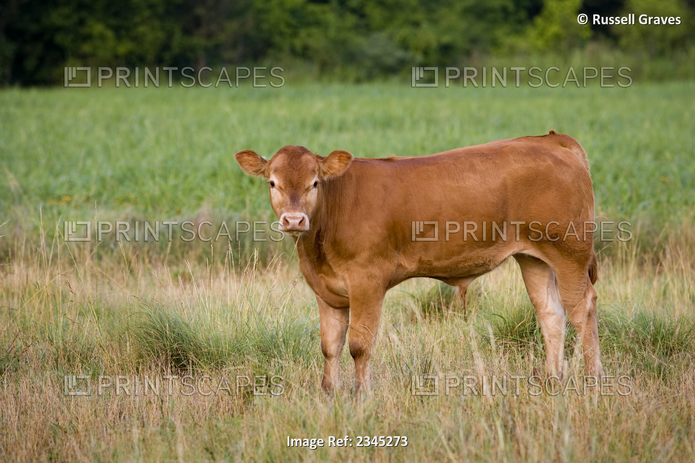 Livestock - Young Limousin beef steer on a green pasture / Childress, Texas, ...
