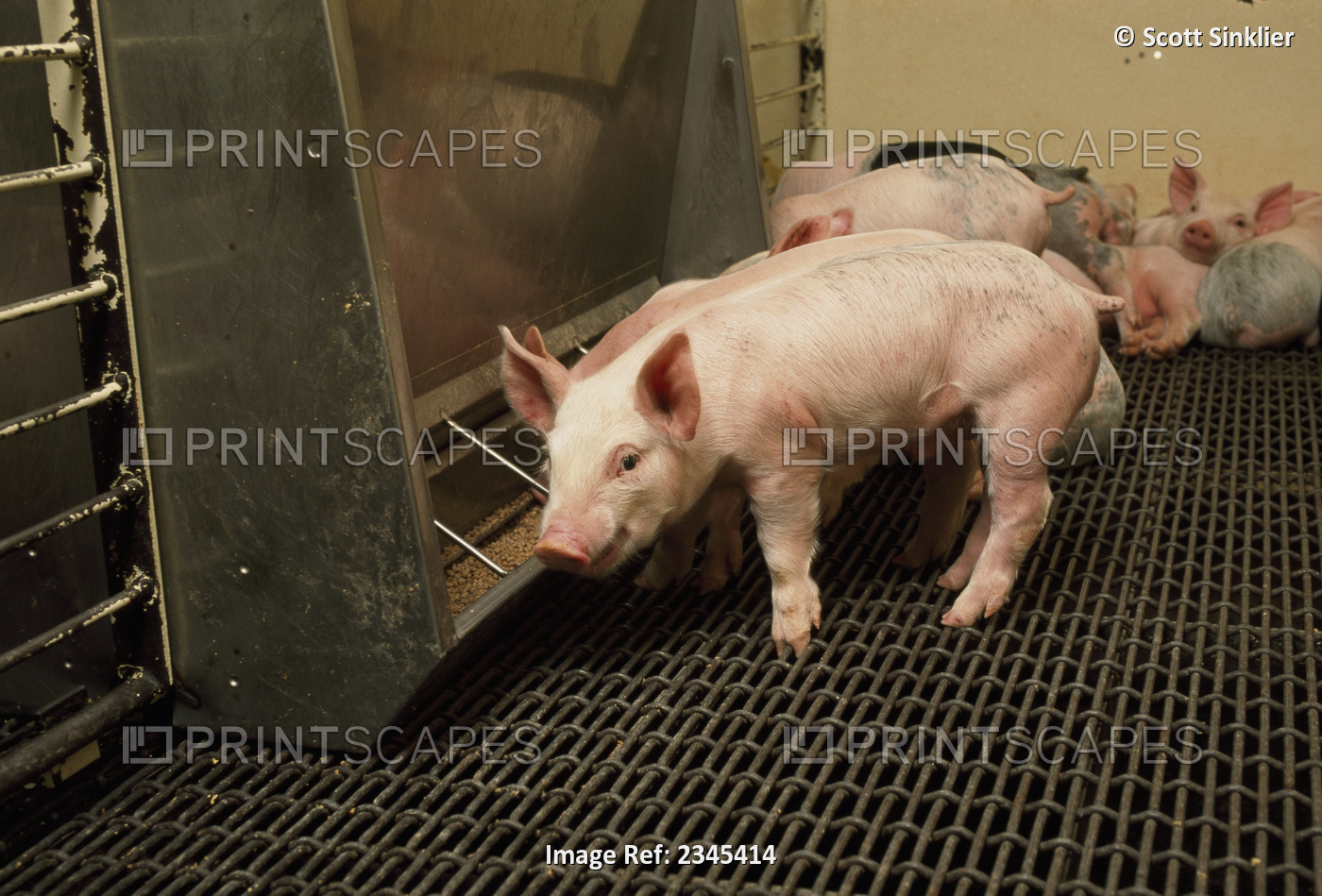 Livestock - Young pigs at a feeder in a confinement facility nursery shortly ...