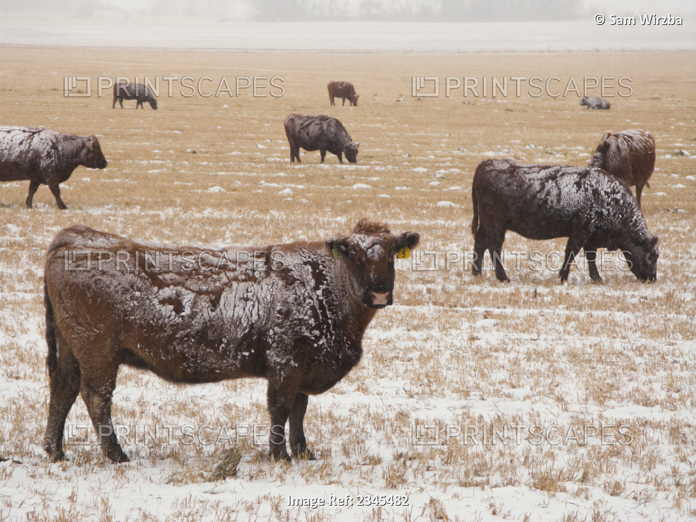 Livestock - Snow covered Red Angus beef cows on a snow covered stubble field ...