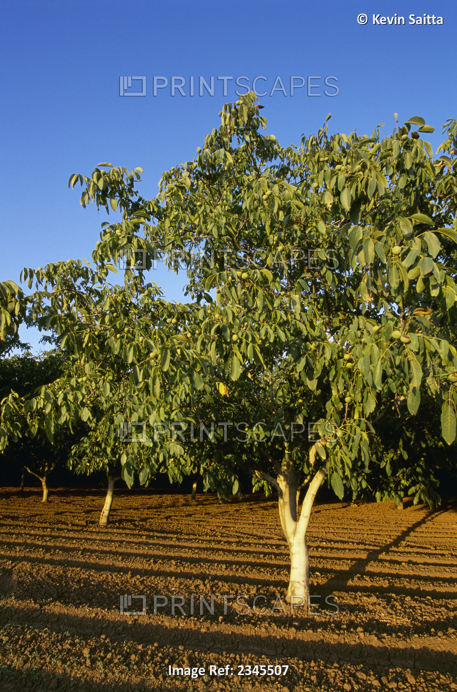 Agriculture - Grove of young, but maturing walnut trees in early summer ...