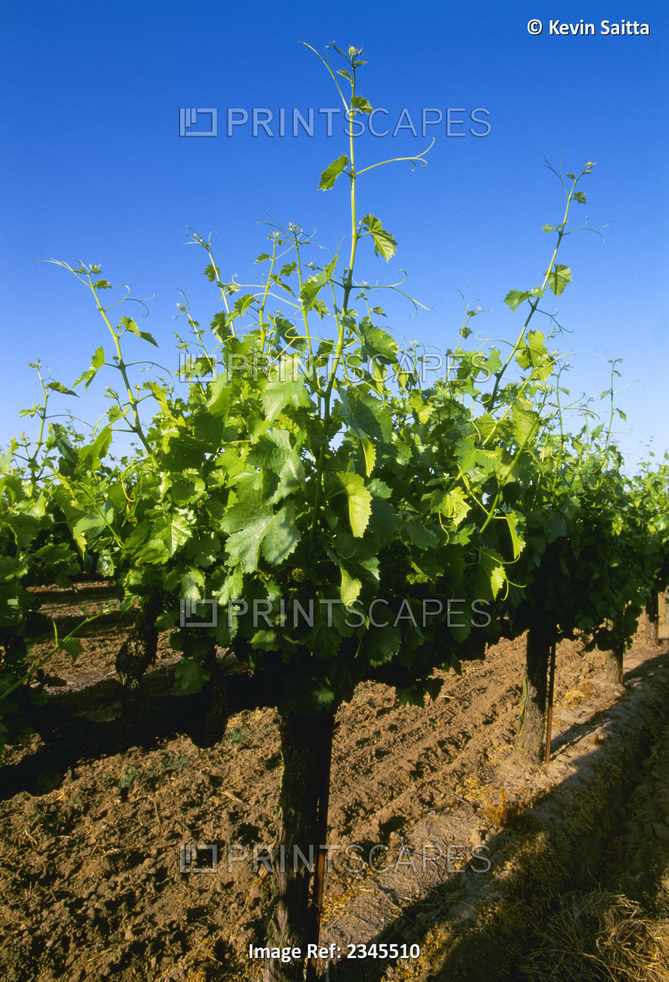 Agriculture - Late spring foliage growth on wine grape vines / Oakdale, ...