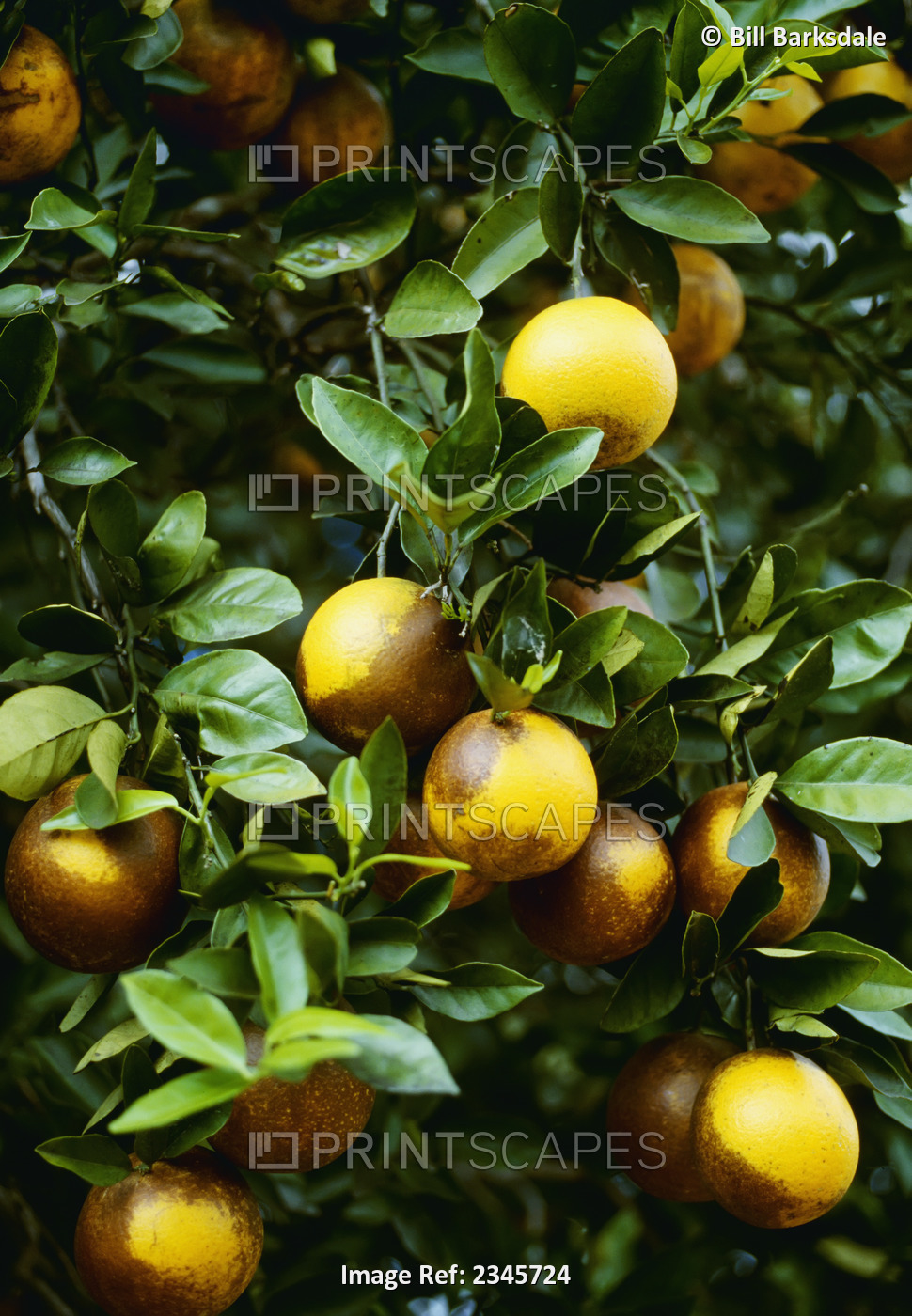 Agriculture - Crop damage, Russeting damage on oranges caused by Citrus rust ...