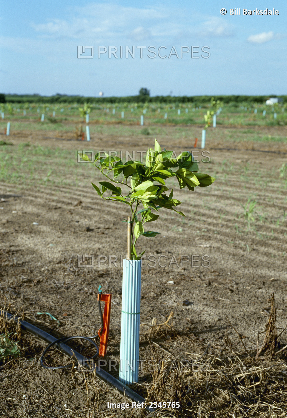Agriculture - Closeup of a young orange tree and microjet irrigation system / ...
