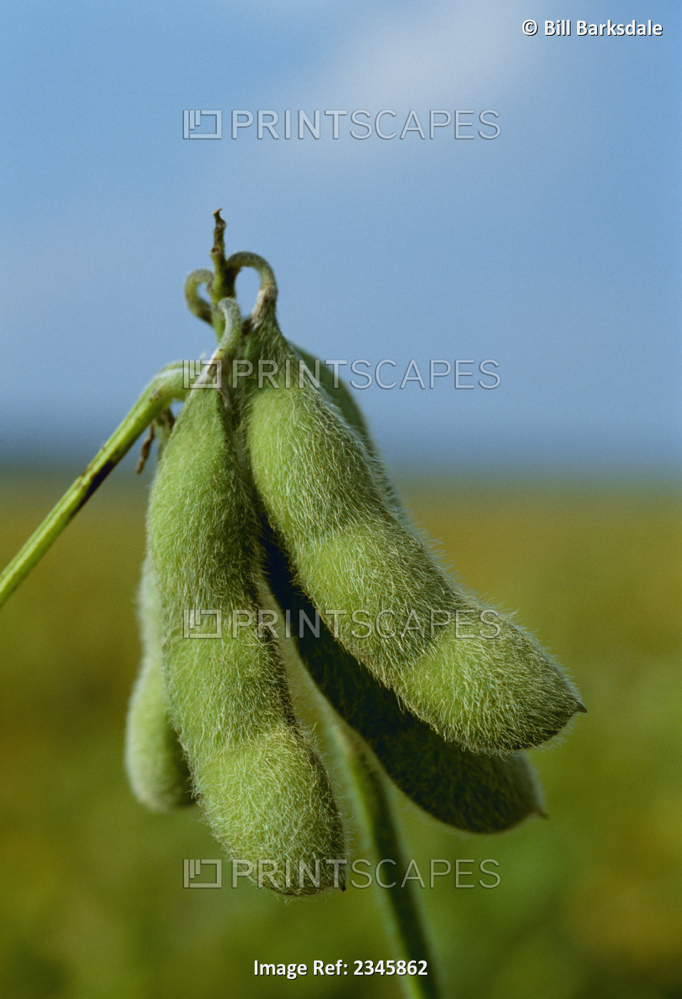 Agriculture - Closeup of a cluster of maturing green soybean pods / ...