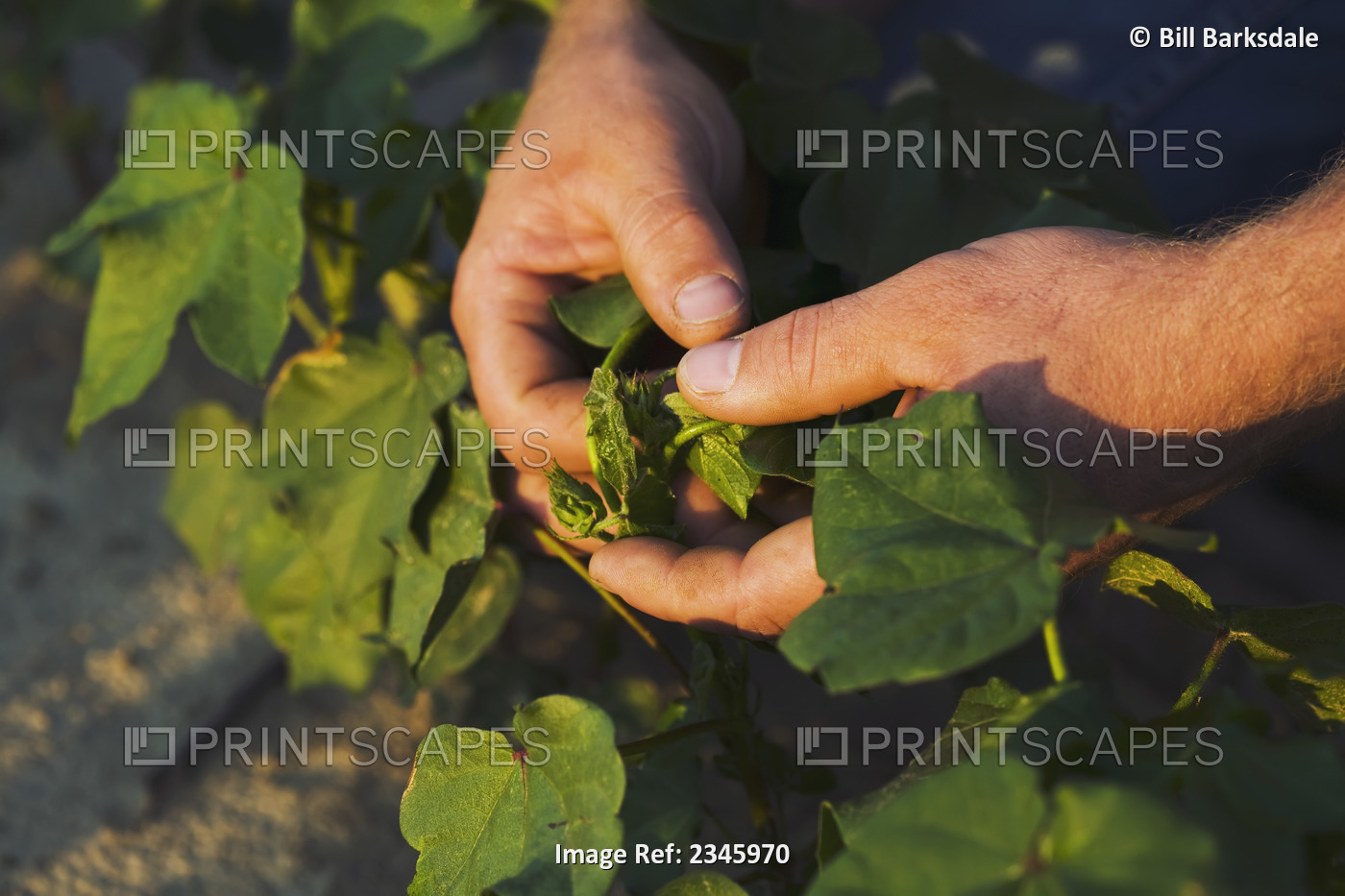Agriculture - Closeup of a crop consultants hands checking the terminal of 8-10 ...
