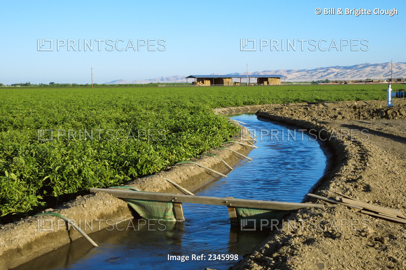 Agriculture - Irrigation canal running alongside a fresh market tomato field ...