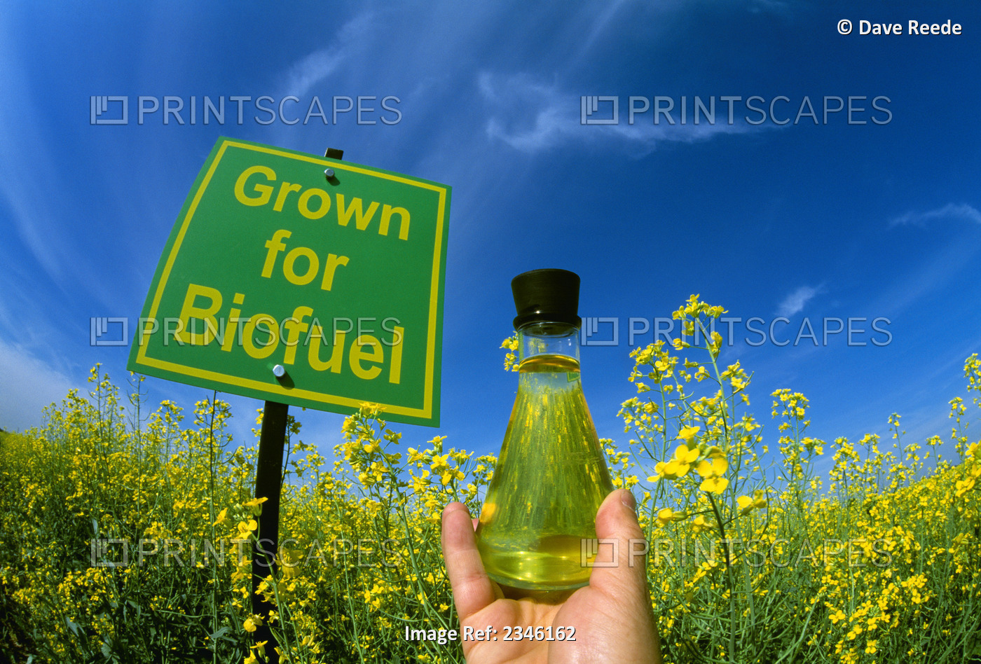 Agriculture - Hand holding a flask of finished biodiesel made from canola next ...