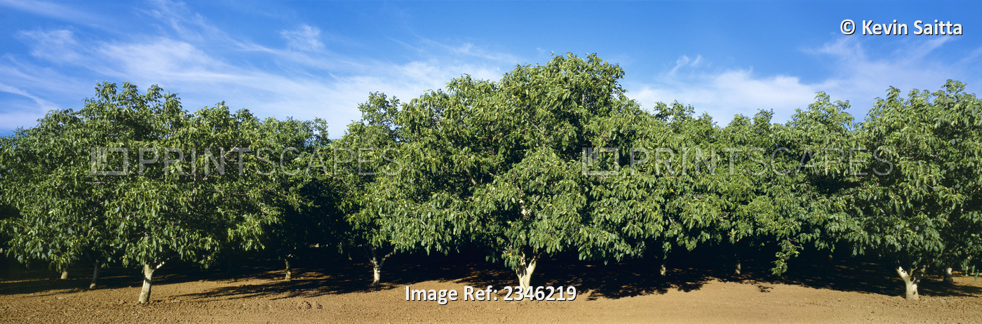Agriculture - Grove of mature walnut trees in early summer / Brentwood, ...