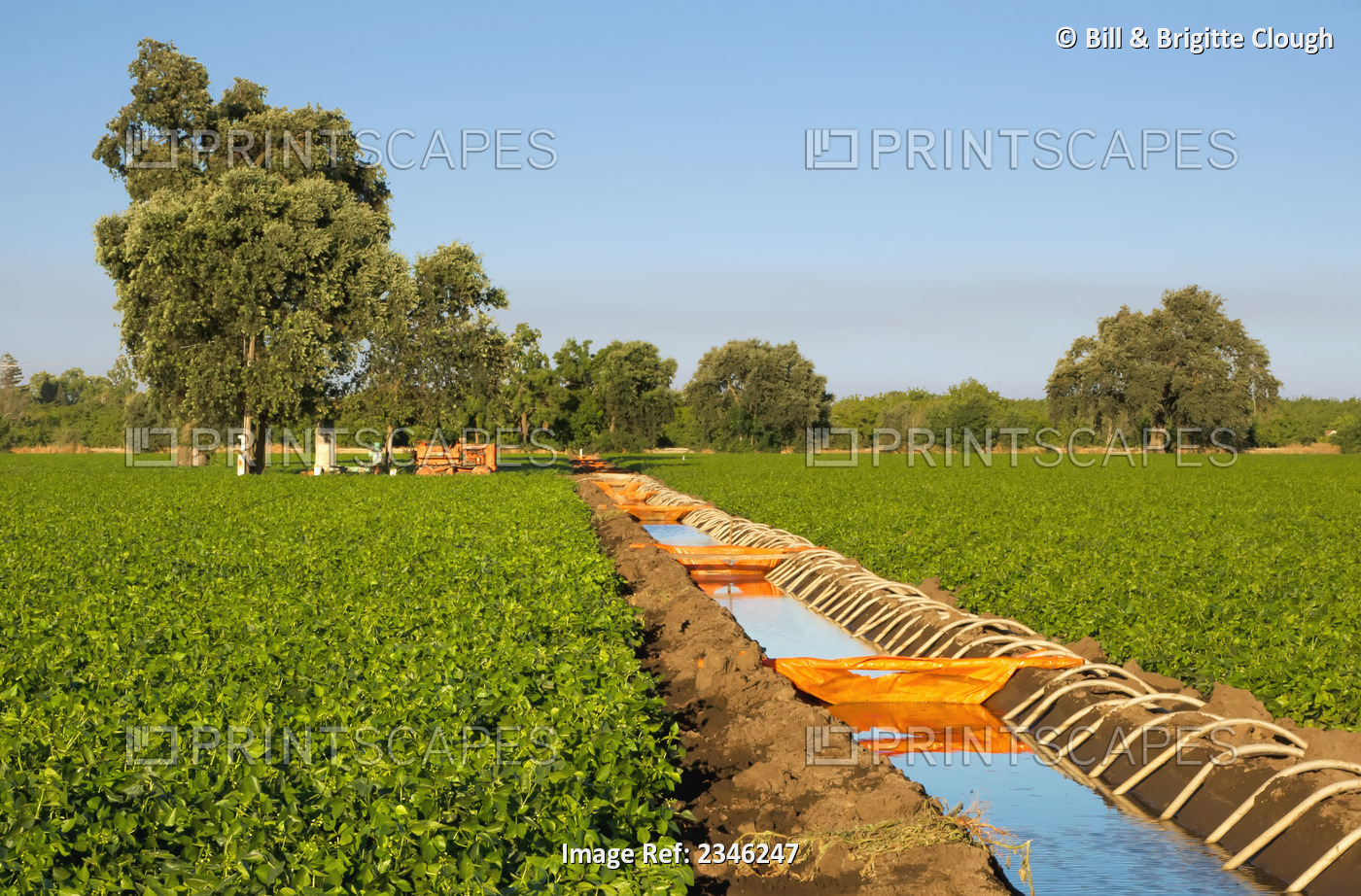 Agriculture - An irrigation ditch passes through fields of Bell peppers. Siphon ...