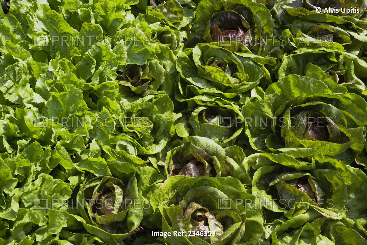 Agriculture - Side-by-side crops of organic green leaf lettuce (left) and red ...