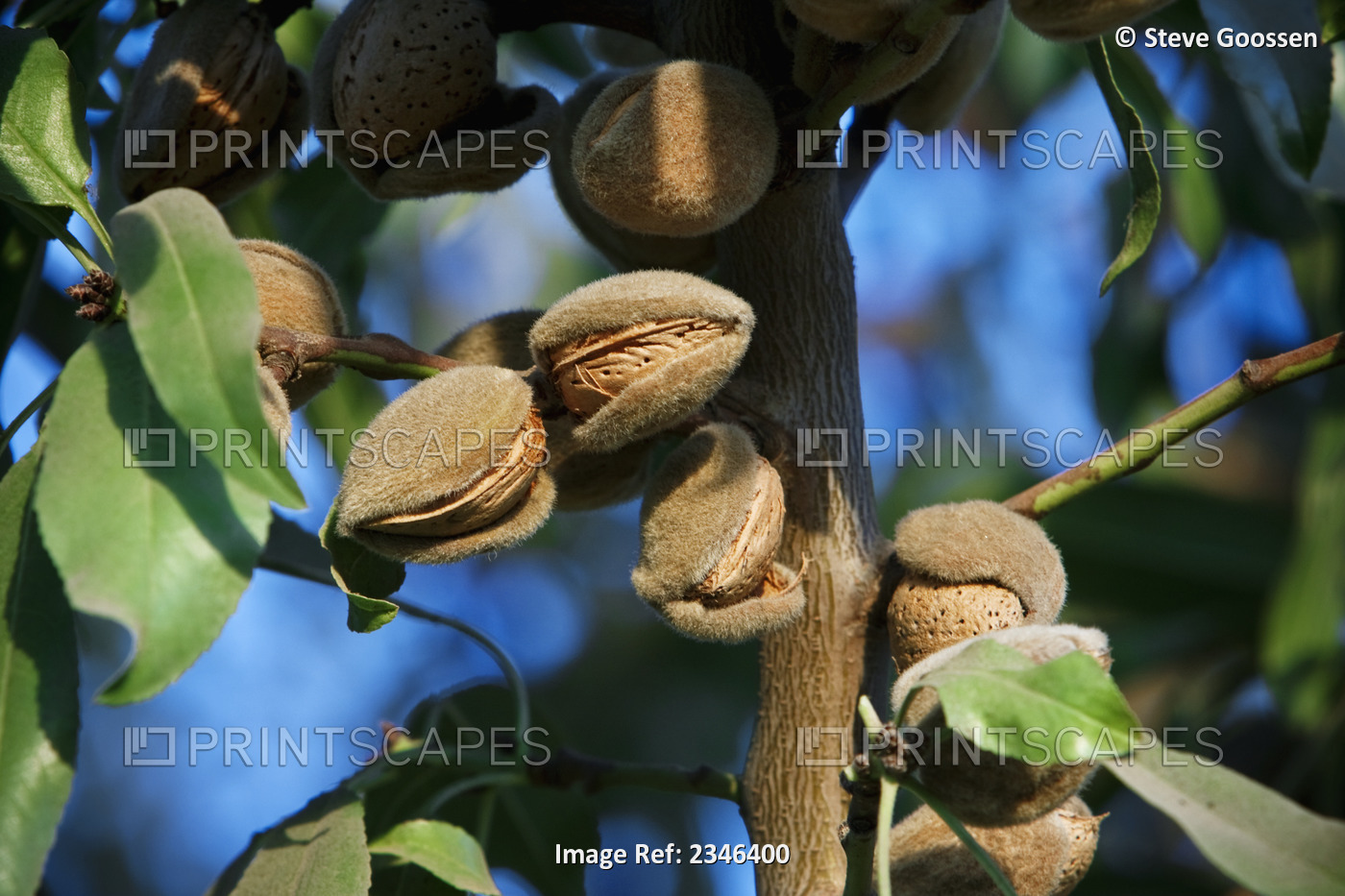 Agriculture - Closeup of mature almonds on the tree with hulls cracked open and ...