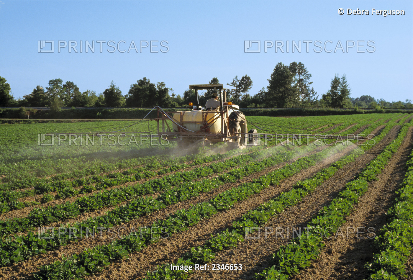 Agriculture - Chemical application to a mid-growth peanut field / Georgia, USA.