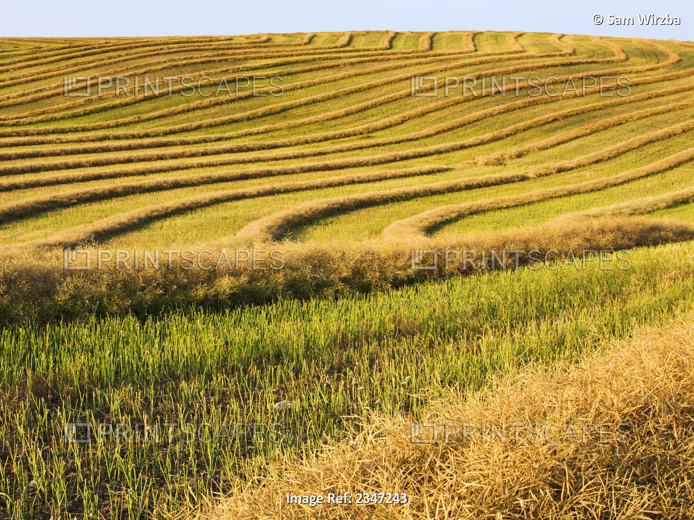 Agriculture - Drying windrows of canola (rape seed) in a swathed field just ...