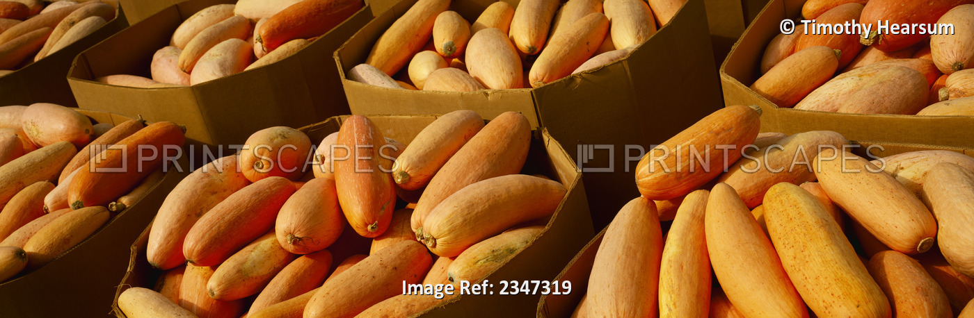 Agriculture - Harvested Banana Squash In Cardboard Harvesting Bins / Lompoc ...
