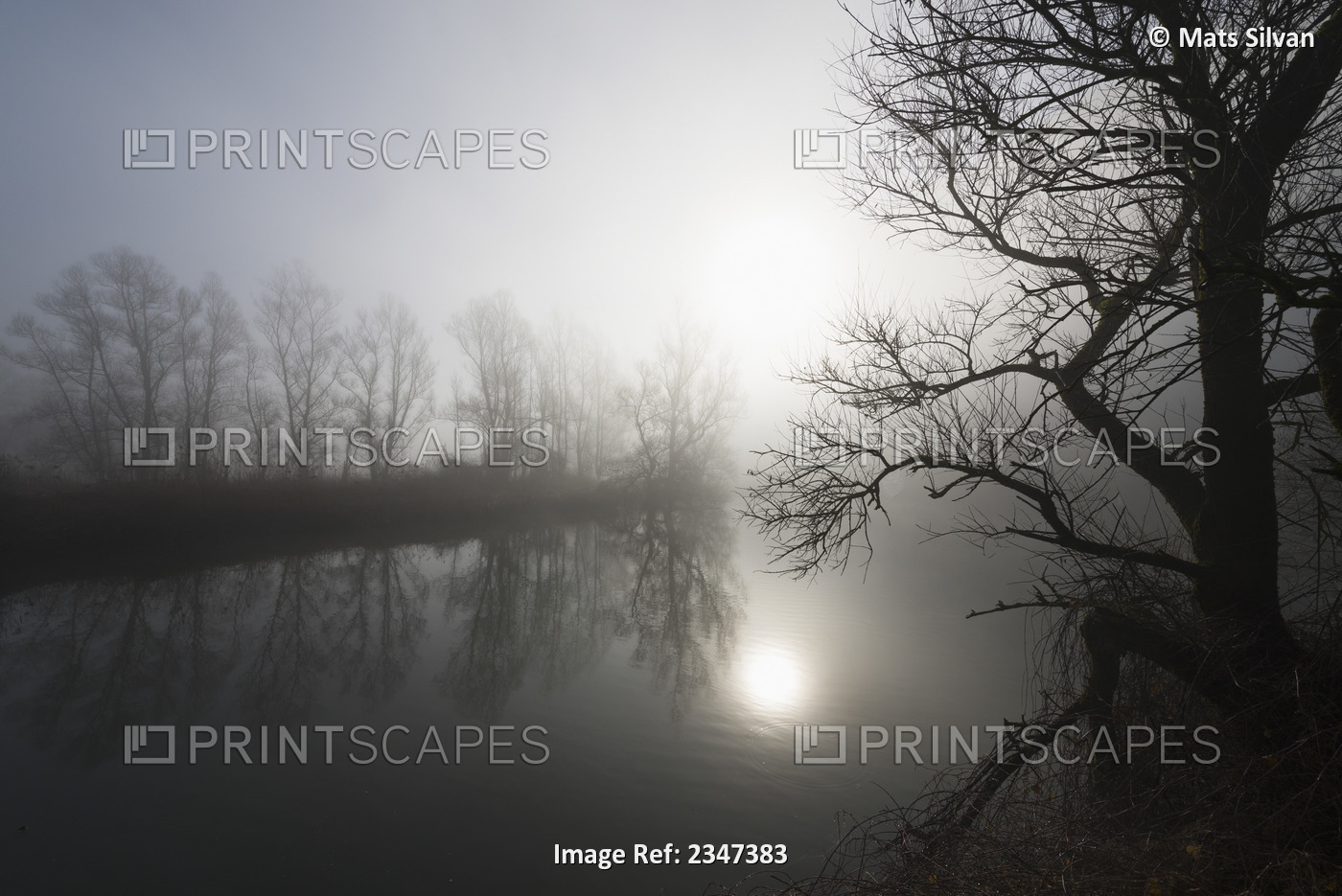 Sunlight Reflecting On Tranquil Water In The Fog With Silhouettes Of Trees On ...
